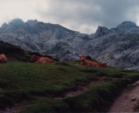 Picos de Europa